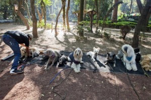 Mediante este programa se busca realizar un padr�n de perros y gatos en la Ciudad de M�xico y propor