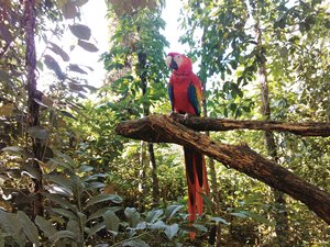 Guacamayas, de vuelta en Palenque tras su extincin
