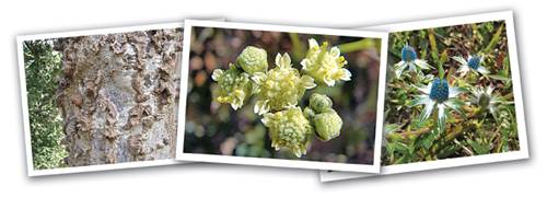 <b>Proyecto UNAM.</b> Estudian plantas contra cncer e hipercolesterolemia <b>Proyecto UNAM.</b> Estudian plantas contra cncer e hipercolesterolemia