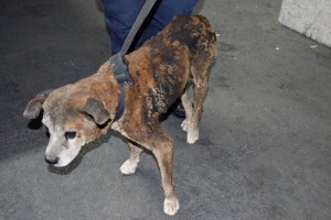 El perro, quien result con gran parte de su pelo y piel quemada, fue traslado a una clnica veterin