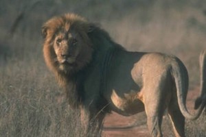El Universal - Ciencia - El ancestro del león moderno vivió hace 124 mil  años