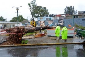 35 �rboles cayeron debido a la lluvia y a los fuertes vientos en el DF 