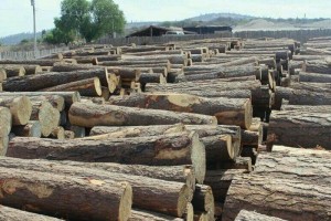 El aseguramiento de ms de 10 mil toneladas de madera equivale a casi nueve mil rboles