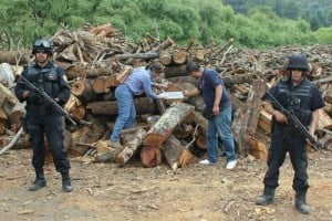 Aseguran 3 mil 320 toneladas de pino, oyamel, encino, cedro blanco, entre otros, en Ciudad Hidalgo
