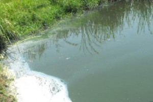 Multan a 2 empresas por contaminar en Altamira Las empresas fueron sancionadas por haber contaminado la Laguna del Conejo