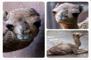 El pasado viernes, el jefe de gobierno, Miguel �ngel Mancera, invit� a los capitalinos a elegir el n