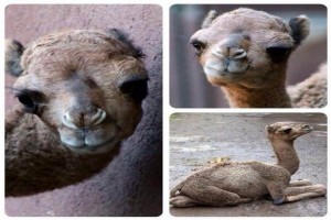 Dromedario beb de Chapultepec busca nombre El pequeo dromedario naci el pasado 5 de abril en las instalaciones del zoolgico y pesa 45 kilogr