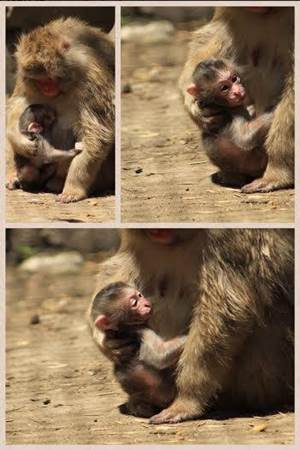 Nacen cras de halcn y mono en zoolgicos del DF El Mono Japons beb naci el 17 de mayo en el zoolgico de Chapultepec