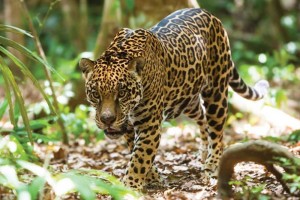 Jaguares, erizos africanos, monos araa, leones, camellos, guilas, guacamayas, tortugas, serpientes