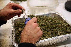 La ley es estricta, pues autoriza s�lo el uso del tipo de mariguana conocida como 