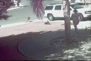 Gato salva a nio del ataque de un perro en California El gato salt sobre el perro y lo persigui por la calle hasta alejarlo del nio