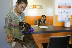 California inicia mega plan de rescate de perros y gatos Es uno de los programas ms costosos realizado por la ASPCA, una organizacin sin fines de lucro con
