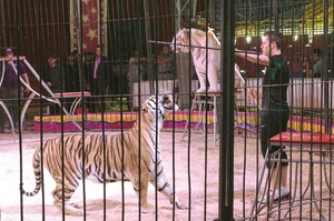 Argumentan veto de ley contra animales en circos Argumentan veto de ley contra animales en circos