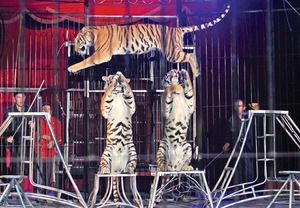 Una vida en el circo Una vida en el circo