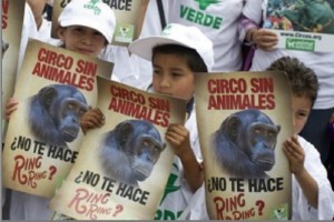 ALDF aprueba prohibir animales en circos Lo aprobado por la mayora del pleno de la ALDF, en el inicio del periodo de sesiones extraordinario
