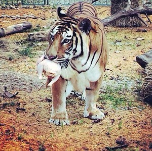 Critican prohibicin de animales en circos Critican prohibicin de animales en circos