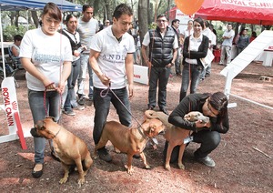Tendrn perros nuevo parque en la Condesa Tendrn perros nuevo parque en la Condesa