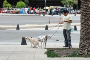 Piden a Mancera vetar reformas a ley de proteccin animal Seal que el registro obligatorio no incluye a animales en situacin de calle, cuya responsabilidad