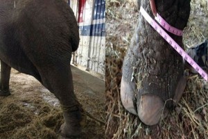 Se evidenci que la elefanta permaneca sujetada con cadenas alrededor de 20 horas al da, lo cual l