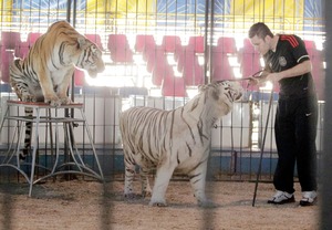 Defienden uso de animales en circos