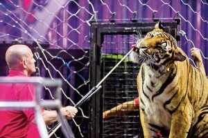 Imagen del entrenamiento de tigres del circo Ringling Bros. and Barnum & Bailey en la Arena Ciudad d