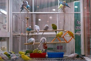 Incrementar�n su plantilla de veterinarios para garantizar el buen estado de salud de todos los anim