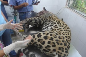 El cuerpo del felino fue trasladado al consultorio de un m�dico veterinario