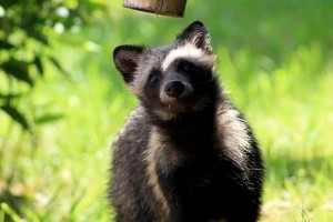 El Universal - In English - Four baby raccoon dogs are born in Mexico City