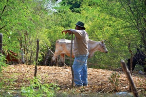 <b>Nuevo Len.</b> <b>Nuevo Len.</b>