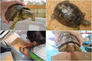 Aseguran a tortuga que pretendan llevar a China Esta especie es usada como mascota y cotizada por los coleccionistas para mantenerla en terrenarios