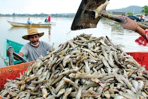 Jalisco: muerte de peces, 