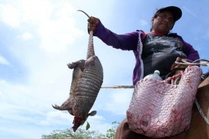 Es un animal muy t�mido, se observa en las carreteras, se alimenta de insectos y otros animales meno