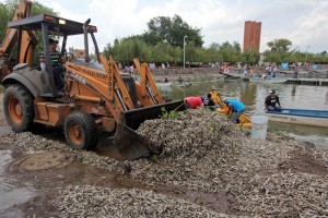 Suman 112 ton de peces muertos en Cajititln El Ayuntamiento de Tlajomulco, donde se ubica el embalse, estableci que esa especie (popocha) no se