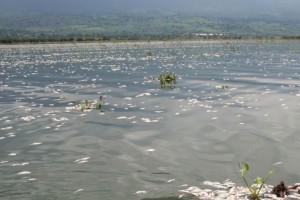 La laguna de Cajititl�n es la que se han encontrado millones de peces muertos