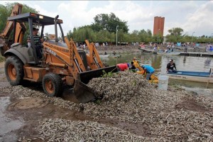 El gobierno de Tlajomulco destaca que la mortandad de peces coincide con la falta de ox�geno en el a