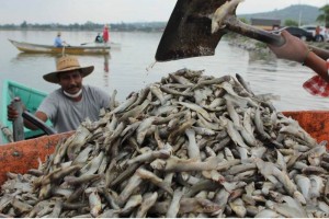 La contingencia ambiental ha dej� m�s de 266 toneladas de peces muertos