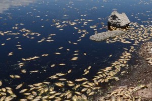 El ombudsman nacional, Ra�l Plascencia, orden� el traslado de visitadores adjuntos al lugar