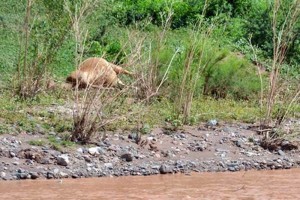 Inicialmente fueron sacrificadas unas 25 cabezas de ganado que abrevaron en aguas contaminadas para 
