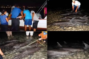 Las autoridades encontraron 12 delfines de la especie Steno bredanensis, de los cuales uno ya estaba