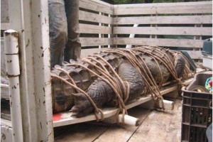 Profepa rescata cocodrilo en Chiapas Por seguridad de humanos y del cocodrilo, el animal fue liberado en el Ro Grijalva