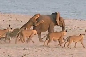 Por su valiente lucha el elefante fue llamado H�rcules