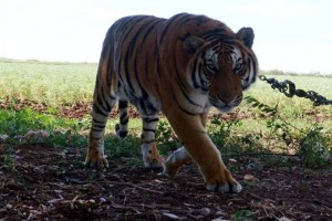 La granja se encuentra en una isla del r�o Amur