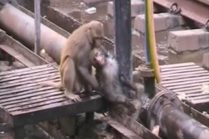 Mono 'hroe' salva a compaero electrocutado en vas de tren El pequeo hroe zarande y mordi a su compaero para intentar reanimarlo, luego de que este fuera