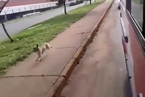 <b>Video:</b> Perro persigue ambulancia en que transportaban a su dueo Los enfermeros decidieron parar el vehculo y subir al perro