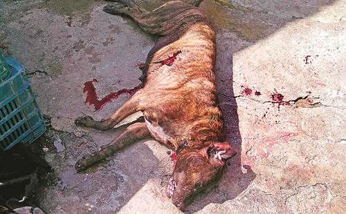 Perros atacan a madre e hija