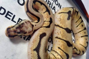 La Profepa detall� que la pit�n real suele ser un reptil muy tranquilo, por lo que muchas personas l