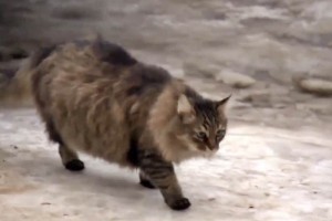 Al observar la presencia de transentes el gato maull para atraer su atencin