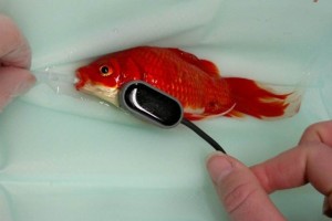 Un hombre en RU paga 450 dlares para salvar a su pez El pez tena una obstruccin en su aparato digestivo