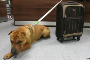 El animal, un macho shar-pei de entre dos y tres a�os, responde al nombre de Kai y fue atado a la re