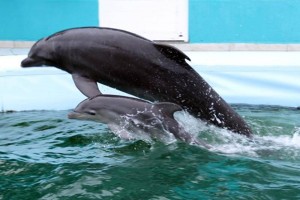 Recientemente las autoridades de Malib� se pronunciaron porque los delfines tienen derecho a no vivi